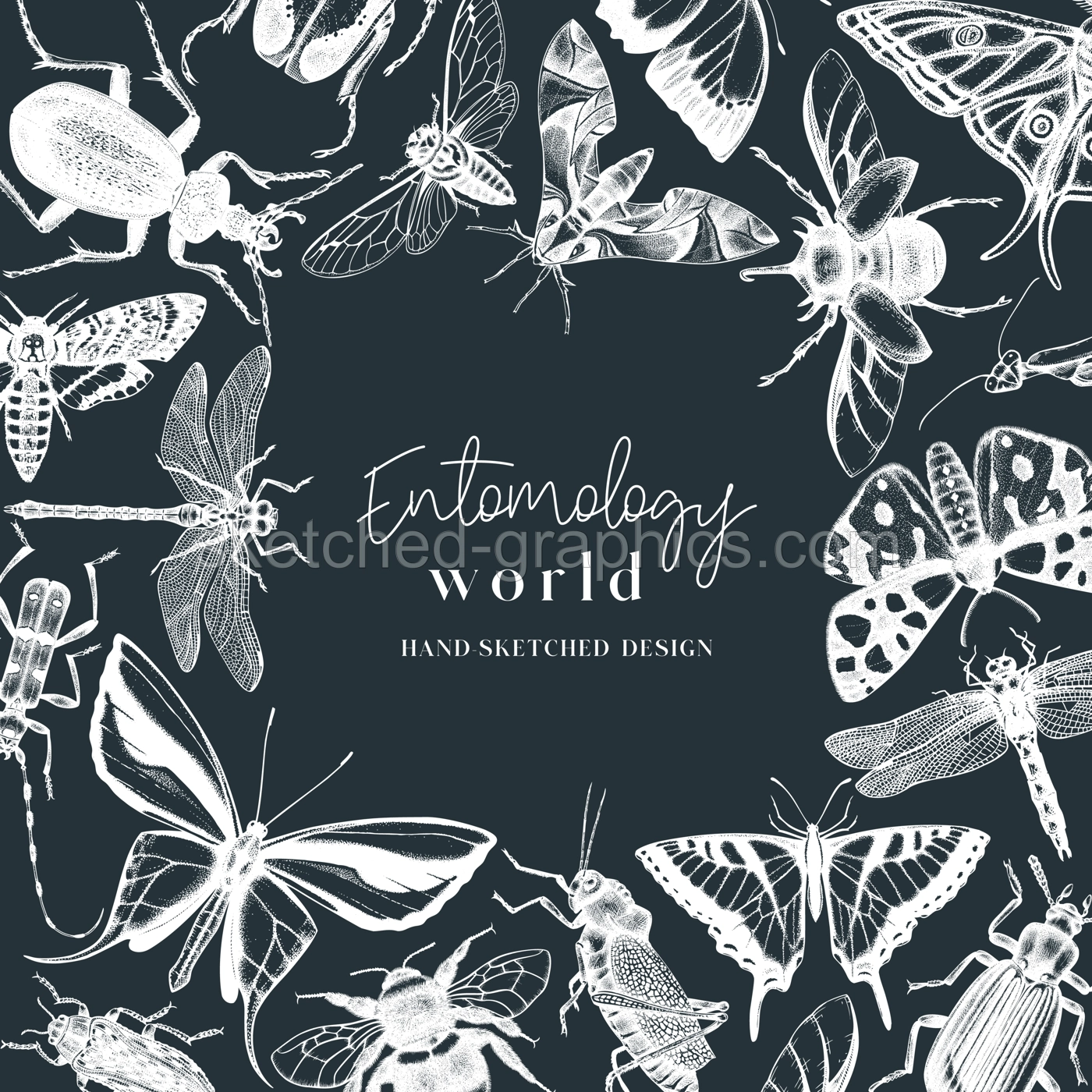 Hand-sketched insect wreath template. Hand drawn beetles, bugs, butterflies, dragonfly, cicada, moths, bee illustrations in vintage style. Entomological frame vector  design. Illustration